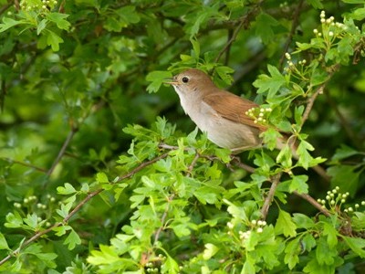 RSPB Fowlmere